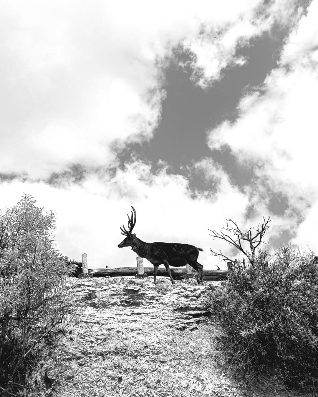 blancoynegro
